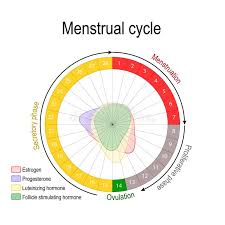 Ovulation Chart Female Menstrual Cycle Stock Vector