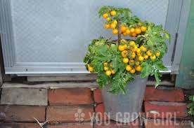I generally agree about pot size, although i would put it a different way: Growing Tomatoes In Pots Early Tasty Dwarf Types A Way To Garden