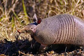 Armadillo Carapace Composed Of (Bottom Right) Hexagonal Bony Segments... |  Download Scientific Diagram