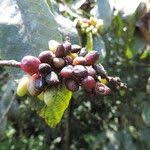 Image result for Bridelia brideliifolia