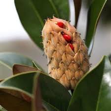 I have three very healthy specimen of banana shrub, magnolia figo, growing in my yard in columbus, georgia. Magnolia Tree Seeds Gardenerdy