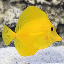 Black And Yellow Fish Saltwater Saltwater Aquarium Fish For Marine Aquariums Yellow Tang Hawaii In 2020 Marine Aquarium Pet Fish Saltwater Fish Tanks