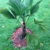 Spring and summer are best but some varieties can be planted all year. Https Encrypted Tbn0 Gstatic Com Images Q Tbn And9gcsttuqjhg8ffmmtxnw3ne5ta2aa5lthbm3mux6e5hhrgc75wmvh Usqp Cau