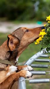 Knowing how to encourage good behavior in a dog will save you a lot of trouble in the long run, so it's crucial to learn your dog won't feel scared or wary of you, but they will understand that what they did won't be tolerated. How Sniffing Can Make Your Dog Feel Better