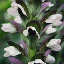 2 3 the genus comprises herbaceous perennial plants , rarely subshrubs , with spiny leaves and flower spikes bearing white or purplish flowers. Acanthus Morning Candle