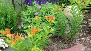 Maybe you would like to learn more about one of these? Soulmate Swamp Milkweed Asclepias Incarnata American Meadows