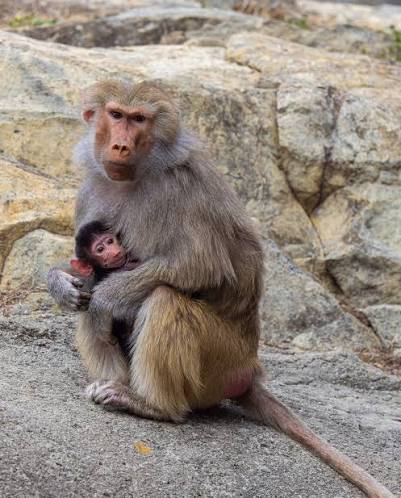 In the last year, we have had THREE 🐒 Hamadryas baboon births, making our  baboon troop one of the largest in the country at a total of 21 baboons in  our care!