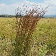 Image result for Schizachyrium sanguineum