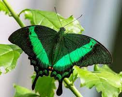 Pin De Josefina Calvo En Aves Y Mariposas Mariposario Polilla Mariposas