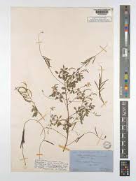 Image result for Indigofera subulata