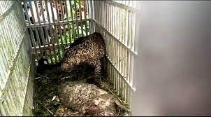 Hal ini penting bagi pengusaha atau bagi anda yang baru akan mendirikan usaha. Kerap Mangsa Hewan Ternak Warga Akhirnya Macan Tutul Gunung Lawu Ditangkap Okezone News
