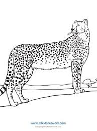 Printable cheetah coloring pages for kids. Cheetah Coloring Page All Kids Network
