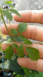 Image result for Momordica cardiospermoides