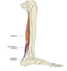 Human muscle system, the muscles of the human body that work the skeletal system, that are under voluntary control, and that are concerned with movement, posture, and balance. Lower Leg Pain In Athletes Know The Difference