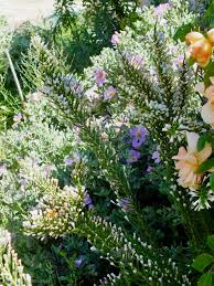 Image result for Lactuca imbricata