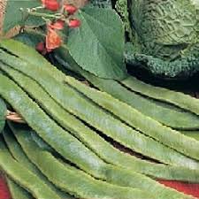 Image result for Phaseolus coccineus