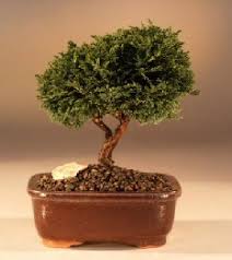 Jun 15, 2020 · the latest tweets from nudo【メンズコスメ/メンズメイク】 (@nudo_cosmetics). Tsukomo Cypress Bonsai Tree Chamaecyparis Pisifera Tsukomo