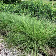 Image result for Sporobolus consimilis