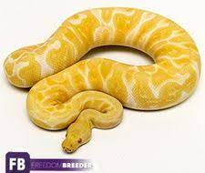 Pastel Ghi Albino Ball Python Ball Python Python Pythons For Sale