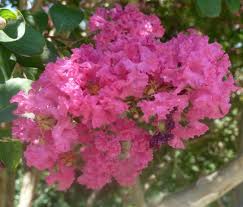 Many ponds have more than one type of aquatic plant, and care must be taken to identify all the aquatic plants inhabiting the pond. A Full Time Life Flowering Trees Flower Garden Tree Identification