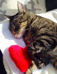 Cat Sleeping With His Valentine S Day Toy Catniptoy Hearttoy Heart Valentine Valentines Day Cat Cat Valentine Cat Sleeping