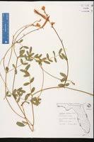 Image result for Rhynchosia chapmanii