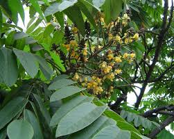 Image result for Centrolobium robustum