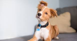 Virtually any type of malignant tumor has the possibility to spread to the dog's lungs, but some cancers are although, not very common, at times dogs with lung cancer may cough up mucus with blood in it (hemoptysis). Respiratory Problems In Dogs Trudell Animal Health