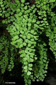 Image result for Adiantum poiretii