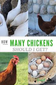 Choose where they should live. How Many Chickens Should I Get In 2020 Raising Meat Chickens Raising Chickens Raising Backyard Chickens