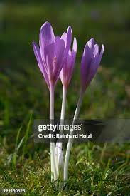 Image result for Colchicaceae