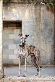 Ziggy Greyhound Brisbane Greyhound Puppy Grey Hound Dog Greyhound