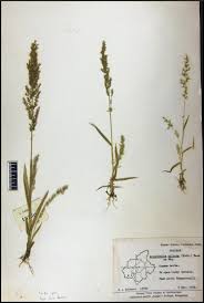 Image result for Arundinella