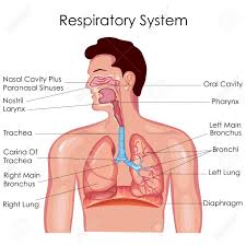 medical education chart of biology for respiratory system diagram