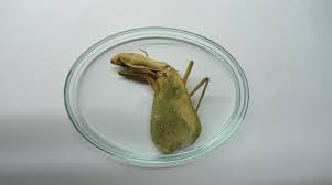 You will receive kwl resources, unit vocabulary, life cycle cards, interactive life cycle wheel, parts of a praying mantis cards, mantis parts reproducible … Indicates The Presence Of Collected And Identified Species Of Hierodula Download Scientific Diagram