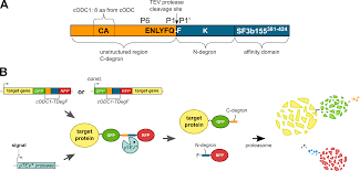 We did not find results for: Http Archiv Ub Uni Marburg De Diss Z2017 0059 Pdf Dcr Pdf