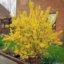 Carefree Forysthia Lynwood Gold Lights Up The Spring With Its Golden Yellow Blooms The Whole Shrub Produces An Abundan Garden Shrubs Shrubs Shrubs For Privacy