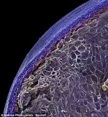 It S Enough To Put You Off Your Breakfast Incredible Close Up Images Of Everyday Foods That Are Often Less Than Appetising Scanning Electron Microscope Scanning Electron Micrograph Things Under A Microscope