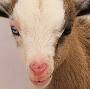 Blue eyed Nigerian Dwarf goats for sale from www.prairiewoodranch.com