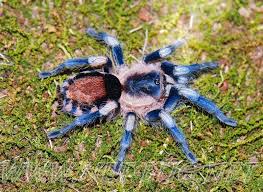 Black And White Jumping Spider Texas Cyriocosmus Ritae Spider Tarantula Pets