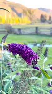 Image result for buddleia davidii