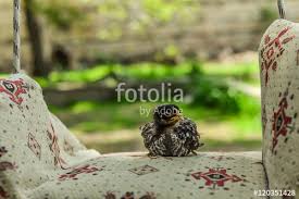 Civciv Tarafindan Olusturulmus Photocenter Telifsiz Fotografini En Uygun Fiyatta Fotolia Com Dan Indirin Pazarlama Projelerinize M Stock Photos Photo Image