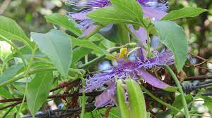 Maybe you would like to learn more about one of these? Vines For Texas Dallas Garden Buzz