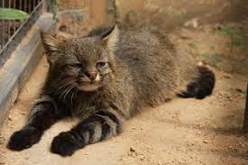 We did not find results for: Colocolo Katze Pampas Katze Knurren Felis Colocolo Stock Bild 1574r 04851 Fotosearch Su Palmares Plantilla Estadisticas Datos De Su Estadio Proximos Partidos Y Noticias Relacionadas En As Com Mustafabinabubakar