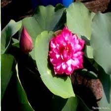 We did not find results for: Sahasradal Kamal Lotus With 1000 Petals Pool Plants à¤•à¤®à¤² à¤• à¤ª à¤§ à¤² à¤Ÿà¤¸ à¤ª à¤² à¤Ÿ The Indian Nursery Howrah Id 2840851297