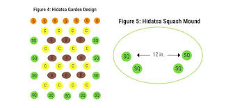Square foot gardening allows you to plant much closer. The Three Sisters Planting Corn Beans And Squash Together