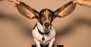 Aug 17, 2021 · coldwell banker caine is dedicated to providing an outstanding customer experience to our agents, our clients, and our community. Cauze Pentru Care Cainii Isi Pot Pierde Auzul Blog Mobilepet