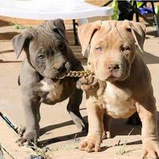 Dog Toys Dog Toys Indestructable Kong Dog Toys Outdoor Dog Toys Smart Dog Toys Dog Toys For Chewers Outdoordogtoys Cute Animals Pitbull Puppies Baby Animals