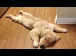 Where can i find a golden retriever puppy. Funny Golden Retriever Puppies Videos Compilation 2017 Youtube