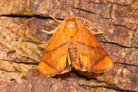 Image result for Apoda limacodes